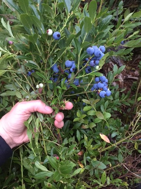 Blueberries on the bush