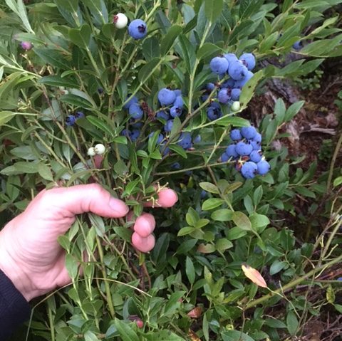 Blueberries on the bush